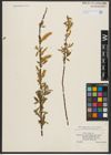Foto von Salix alba L.